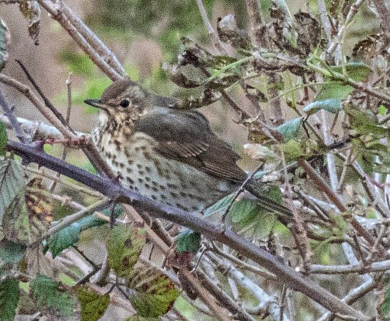 Tord comú  - Màrius Domingo