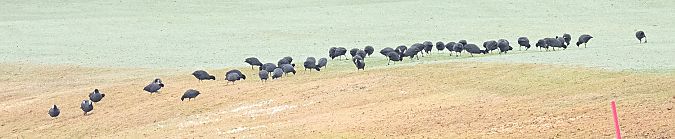 Fotja vulgar  - Màrius Domingo