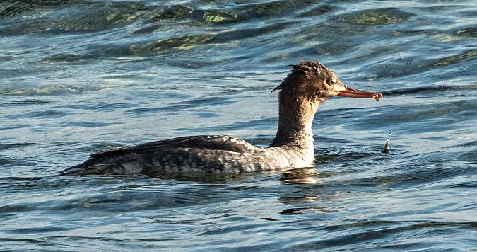 Bec de serra mitjà  - Màrius Domingo