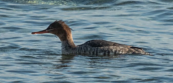 Bec de serra mitjà  - Màrius Domingo