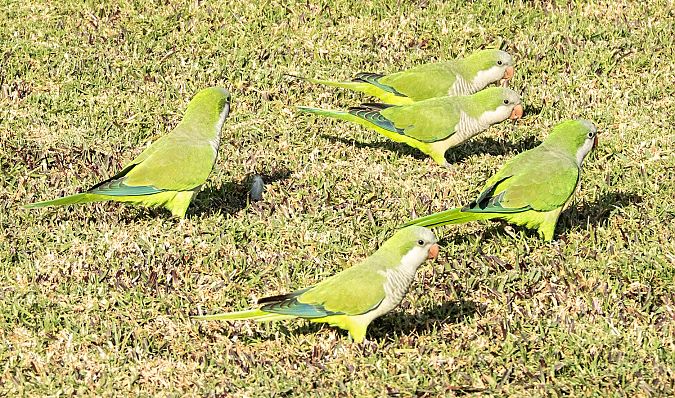 Cotorreta de pit gris  - Màrius Domingo