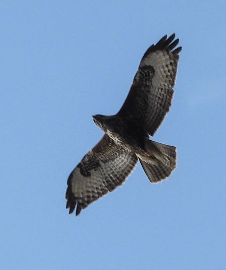 Aligot comú  - Màrius Domingo