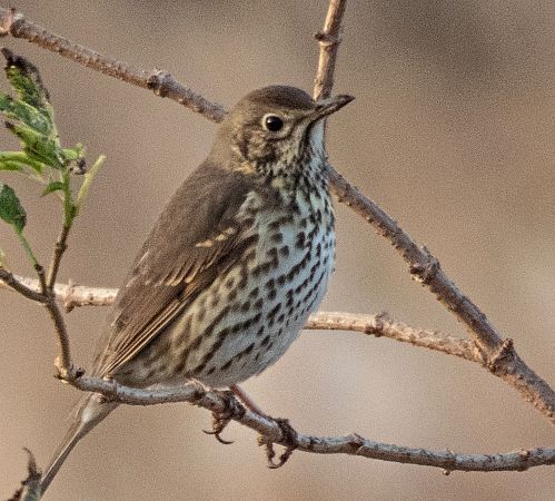 Tord comú  - Màrius Domingo