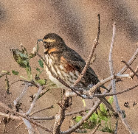 Tord ala-roig  - Màrius Domingo