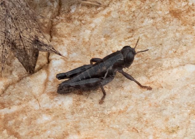 Orthoptera sp.  - Màrius Domingo