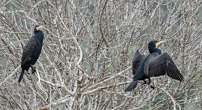 Corb marí gros  - Màrius Domingo