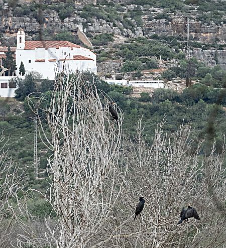 Corb marí gros  - Màrius Domingo