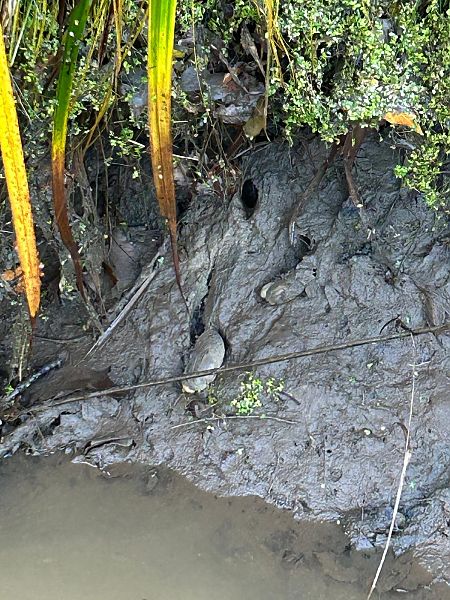 Unio mancus  - Carles Quer Feo