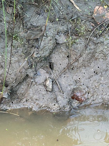 Unio mancus  - Carles Quer Feo