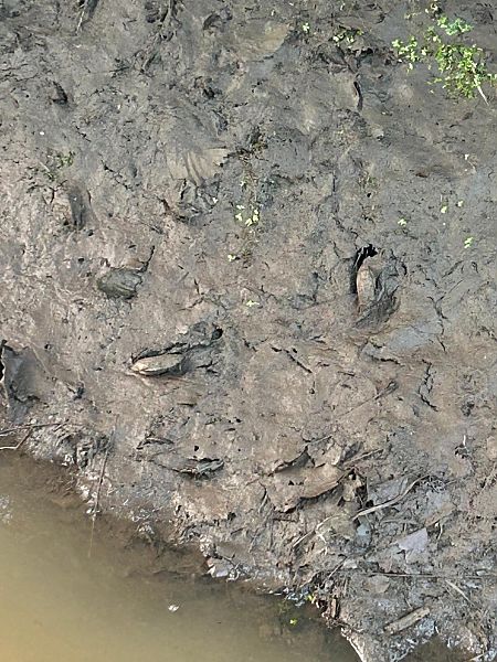 Unio mancus  - Carles Quer Feo