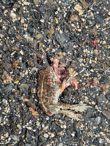 Gripau corredor  - Andreu Escolà Llevat