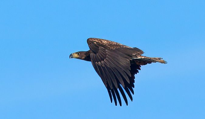 Àguila marina  - Xavier Idígora i Planas