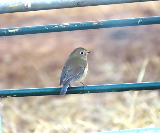 Cotxa cuablava  - Mireia Lara