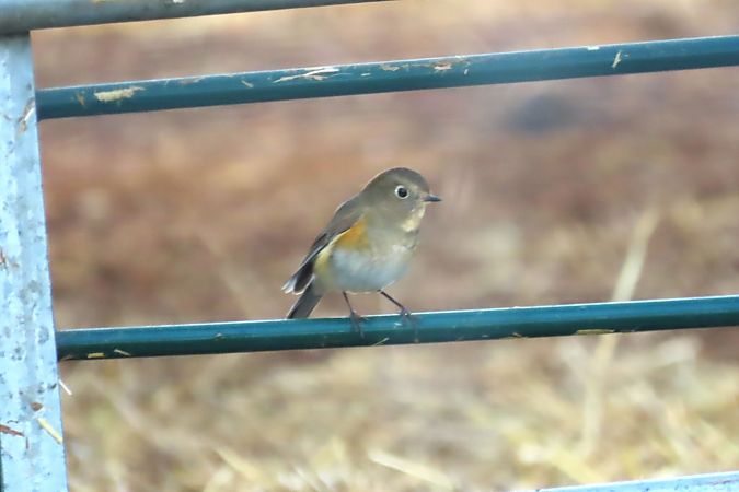 Cotxa cuablava  - Mireia Lara
