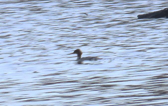 Bec de serra gros  - Mireia Lara