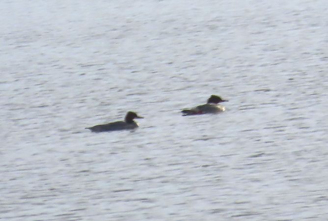 Bec de serra gros  - Mireia Lara