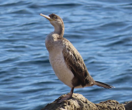 Corb marí emplomallat  - Mireia Lara