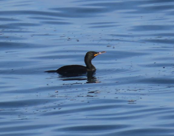 Cormorán Moñudo  - Mireia Lara