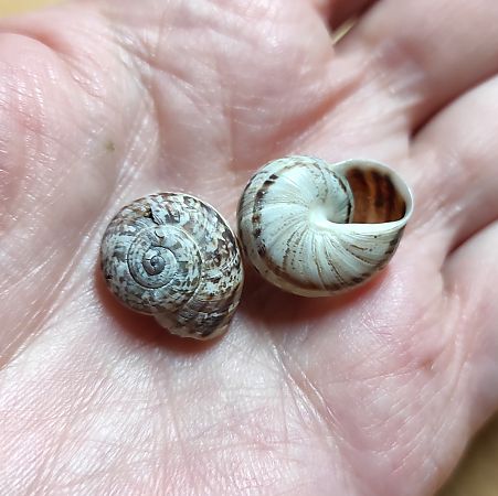 Allognathus campanyonii  - Mireia Lara