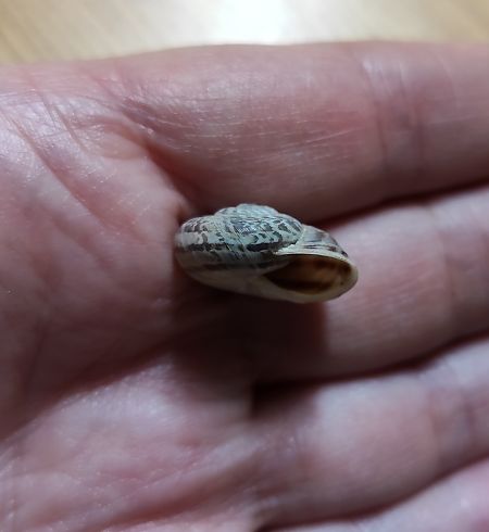 Allognathus campanyonii  - Mireia Lara