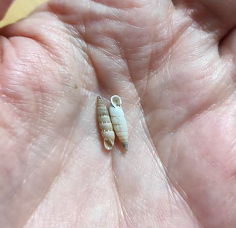 Papillifera bidens bidens  - Mireia Lara