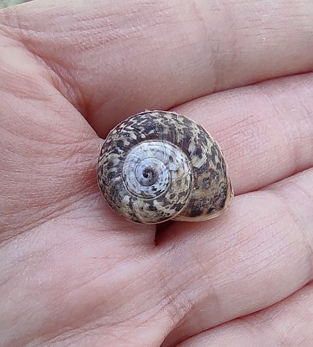 Allognathus campanyonii  - Mireia Lara