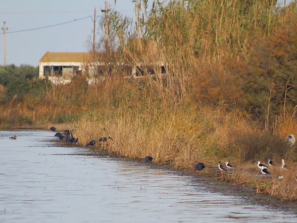 Polla blava  - Pitu Nolla