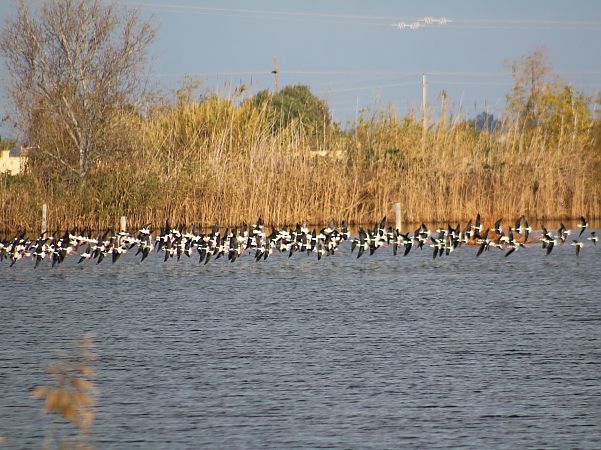 Cames llargues  - Pitu Nolla