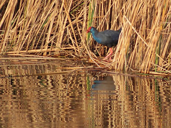 Polla blava  - Pitu Nolla