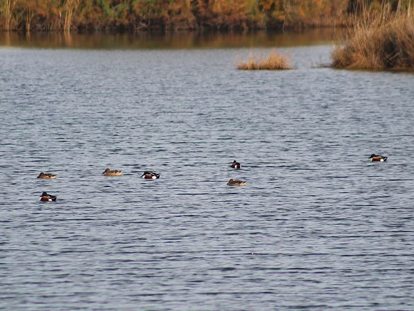 Ànec cullerot  - Pitu Nolla