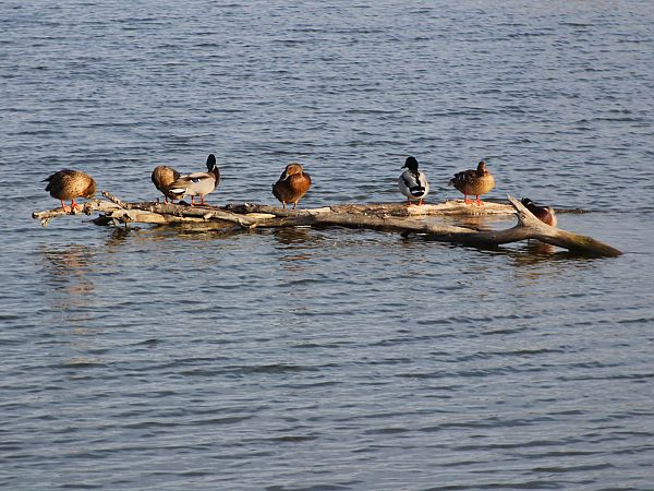 Ànec collverd  - Pitu Nolla