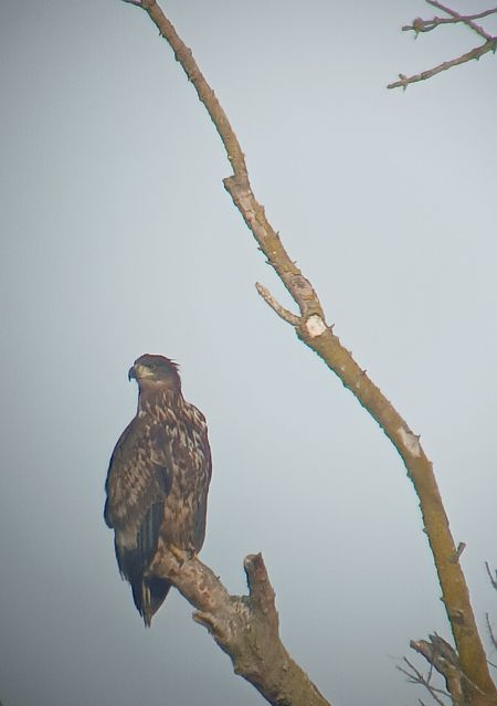Àguila marina  - Joan Pujol Collet