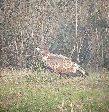 Àguila marina  - Joan Pujol Collet