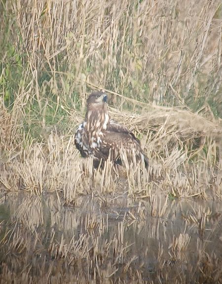 Àguila marina  - Joan Pujol Collet
