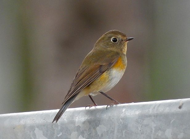 Cotxa cuablava  - Daniel González