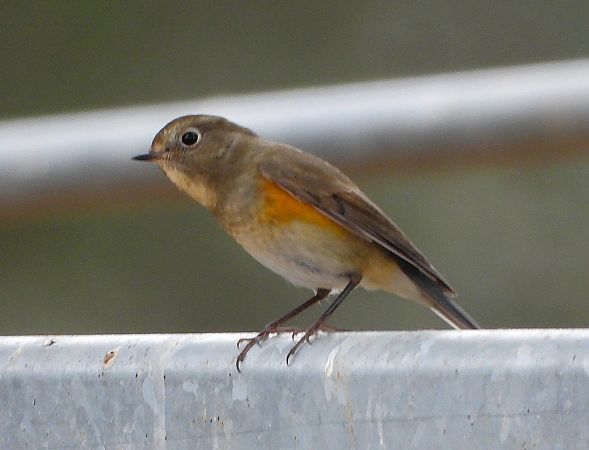 Cotxa cuablava  - Daniel González