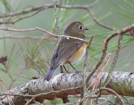 Cotxa cuablava  - Daniel González