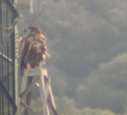 Àguila marina  - Daniel González