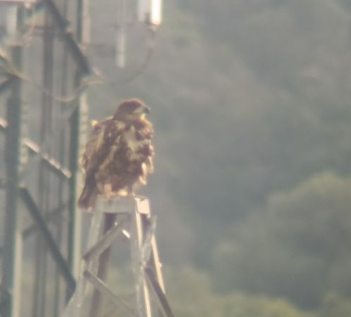 Pigargo Europeo  - Daniel González