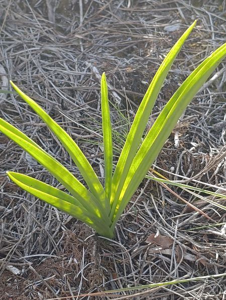 Gymnadenia conopsea  - Daniel González