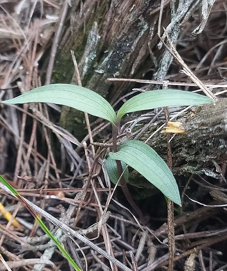 Cephalanthera rubra  - Daniel González