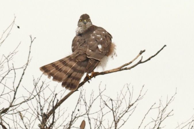 Esparver vulgar  - Joaquim Bonfill