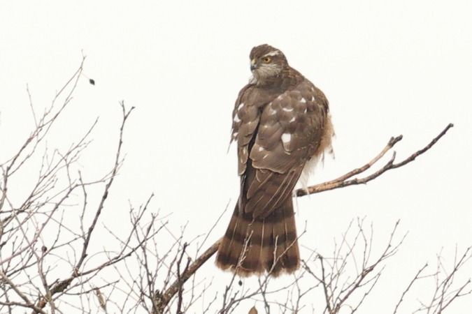 Esparver vulgar  - Joaquim Bonfill