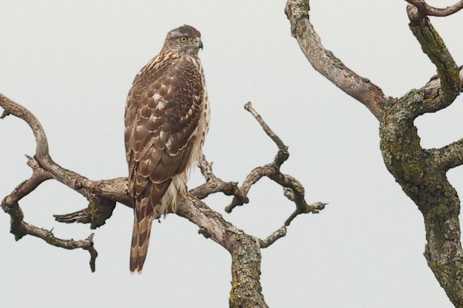 Astor  - Joaquim Bonfill