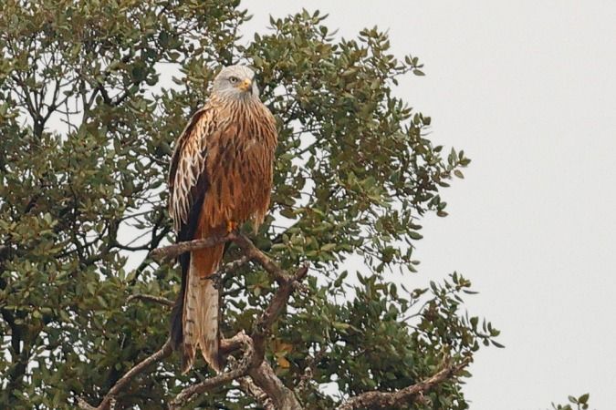 Milà reial  - Joaquim Bonfill