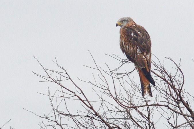 Milà reial  - Joaquim Bonfill