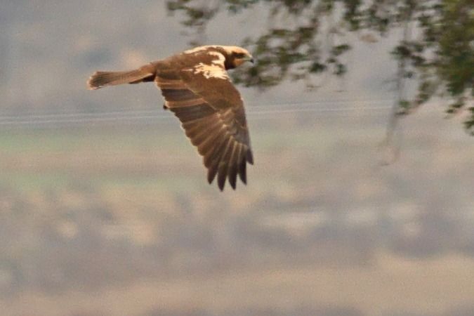 Arpella vulgar  - Joaquim Bonfill