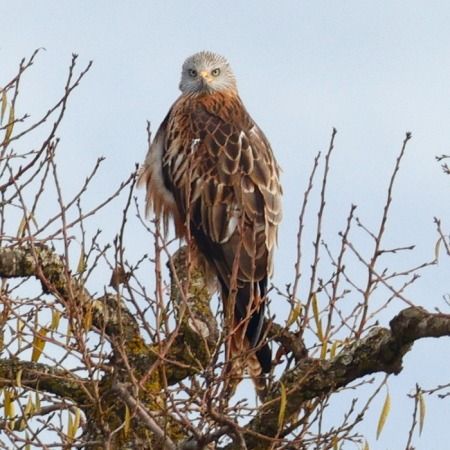 Milà reial  - Joaquim Bonfill