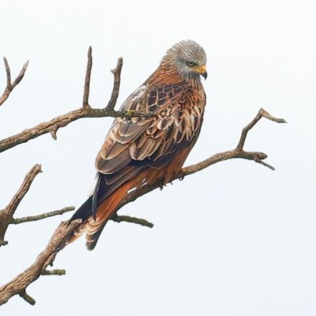 Milà reial  - Joaquim Bonfill