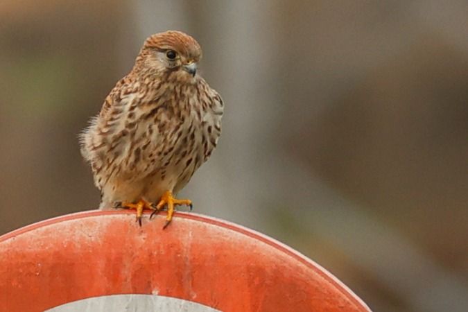 Xoriguer comú  - Joaquim Bonfill